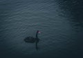 Black swan