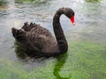 Black Swan Royalty Free Stock Photo