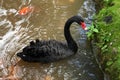 Black swan swimming with gold fish in the pond Royalty Free Stock Photo