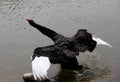 Black swan Royalty Free Stock Photo