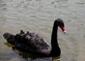 Black swan Royalty Free Stock Photo