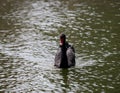 Black swan Royalty Free Stock Photo