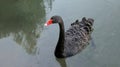 Black swan swimming on lake