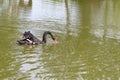A black swan swimming on a lake, pond and searching for food in dirty green water Royalty Free Stock Photo