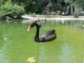 Black swan swimming peacefully