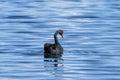A Black Swan Swimming In Rippling Blue Water Royalty Free Stock Photo