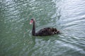 Black swan swimming in Swan river, Perth Royalty Free Stock Photo