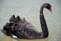 Black Swan swimming in the water