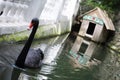 A black Swan swims in an artificial pond at the zoo. Royalty Free Stock Photo