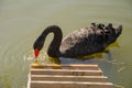 Black swan swims in the lake Royalty Free Stock Photo