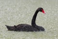 Black swan swims on the lake in heavy rain. Cygnus atratus Royalty Free Stock Photo