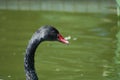 Black Swan close up of head and neck Royalty Free Stock Photo