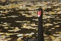 A black swan swims on a lake with yellow leaves on a beautiful autumn, sunny day. the bird is cleaning its feathers Royalty Free Stock Photo