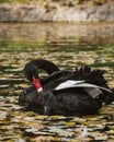 A black swan swims on a lake with yellow leaves on a beautiful autumn, sunny day. the bird is cleaning its feathers Royalty Free Stock Photo