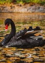 A black swan swims on a lake with yellow leaves on a beautiful autumn, sunny day. the bird is cleaning its feathers Royalty Free Stock Photo