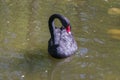 The black swan swims in the pond. Royalty Free Stock Photo