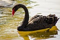 Black swan Royalty Free Stock Photo