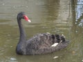 BLACK SWAN Royalty Free Stock Photo