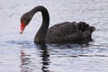 A black swan taking its beak out of water