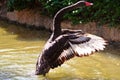 Black Swan taking off