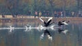 Black swan to the west lake in hangzhou, Royalty Free Stock Photo