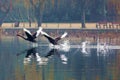 Black swan to the west lake in hangzhou, Royalty Free Stock Photo