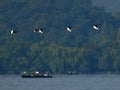 Black swan to the west lake in hangzhou, Royalty Free Stock Photo