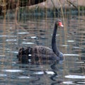 Black swan to the west lake in hangzhou, Royalty Free Stock Photo