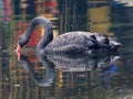 Black swan to the west lake in hangzhou, Royalty Free Stock Photo