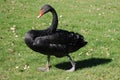 Black swan Royalty Free Stock Photo