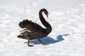 Black swan walking in the snow