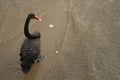 Black Swan Walks Along a Beach in Lakes Entrance, Victoria, Australia Royalty Free Stock Photo