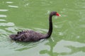 Black swan in water Royalty Free Stock Photo