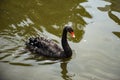 Black swan on the water