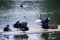 black swan in water Royalty Free Stock Photo