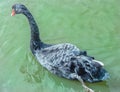 Black swan in the water