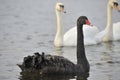 Black Swan with a young swan behind.