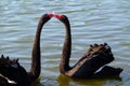 Black swans