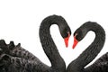 Black swans Royalty Free Stock Photo