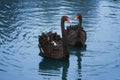 Black swans Royalty Free Stock Photo