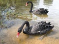 Black Swans Royalty Free Stock Photo