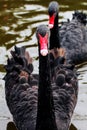 Black Swans in Lake Birds Park of Tehran Iran