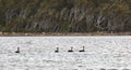 Black swans. Coila Lake. NSW. Australia Royalty Free Stock Photo