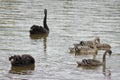 Black swans Cygnus atratus. Royalty Free Stock Photo