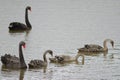 Black swans Cygnus atratus. Royalty Free Stock Photo