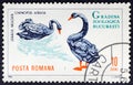 Black Swans, Cygnus atratus, in vintage stamp