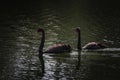 Black swans, dark water Royalty Free Stock Photo