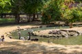 Black swans and ducks swimming in artificial pond Royalty Free Stock Photo