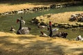 Black swans and ducks swimming in artificial pond Royalty Free Stock Photo