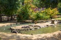 Black swans and ducks swimming in artificial pond Royalty Free Stock Photo